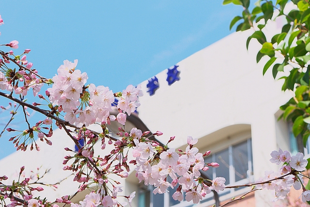 学校の年間行事の効率化なら校務システムの導入を | 桜