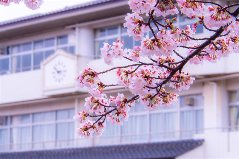 校舎と桜